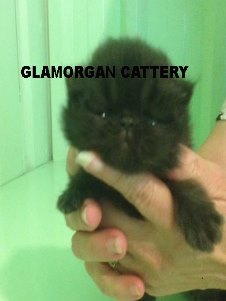Glamorgan Cattery